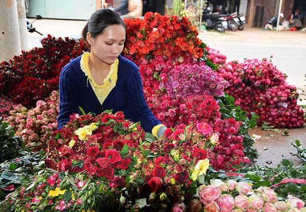 Đà Lạt: Có hơn 50 màu sắc hoa hồng khác nhau