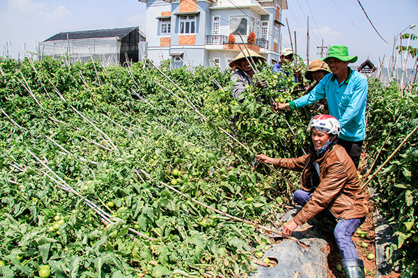 Người dân thôn Ka Đê khắc phục hậu quả trận lốc