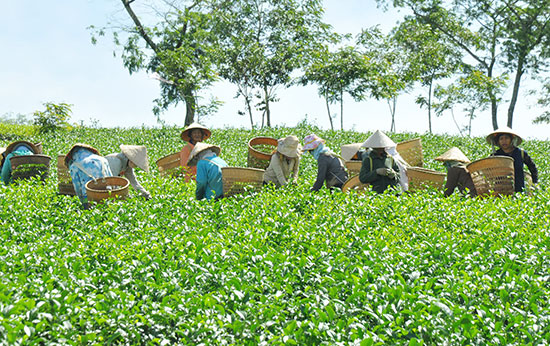 Vùng chè Lộc Tân (Bảo Lâm)