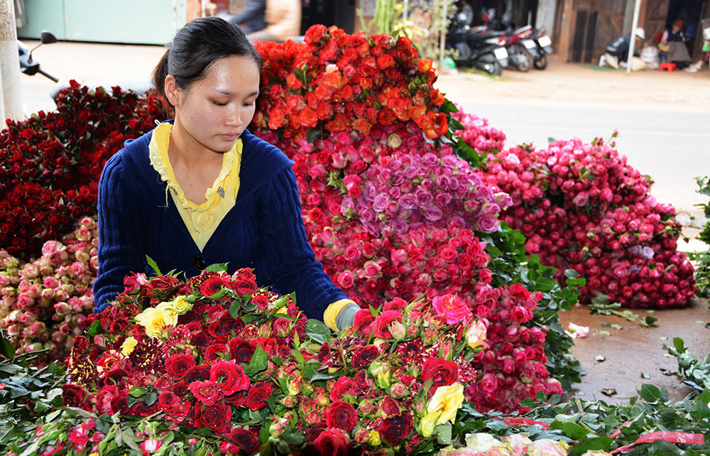 Công bố biện pháp phòng trừ bệnh phấn trắng trên cây hoa hồng