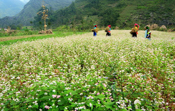 Cận cảnh với quê