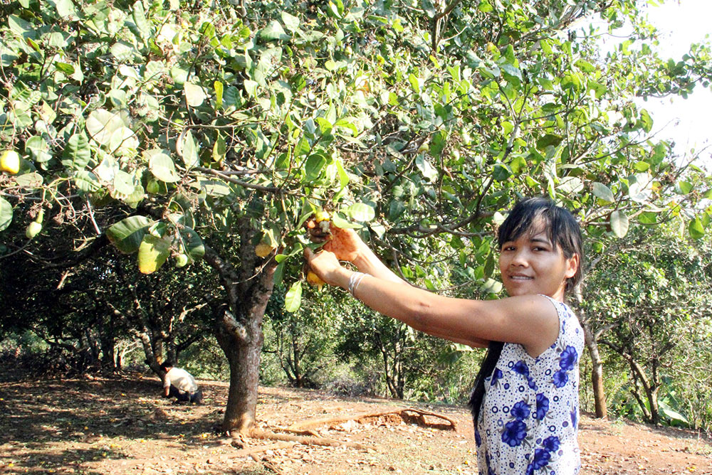 Trong hương điều Đồng Nai Thượng