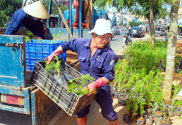 Trồng hoa cánh bướm đường Nguyễn Văn Cừ phục vụ Festival Hoa