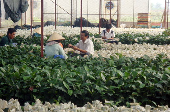 Ươm giống các loại cây trồng cung cấp cho nhu cầu phát triển sản xuất trên địa bàn huyện Đức Trọng