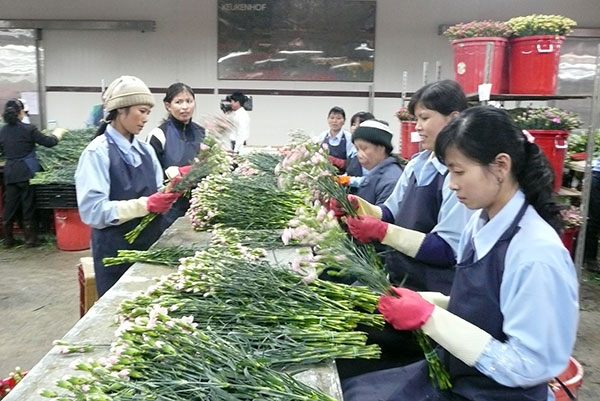 Đóng gói hoa tại Đà Lạt Hasfarm - công ty sản xuất hoa lớn nhất Đông Nam Á. Ảnh: Viết Trọng