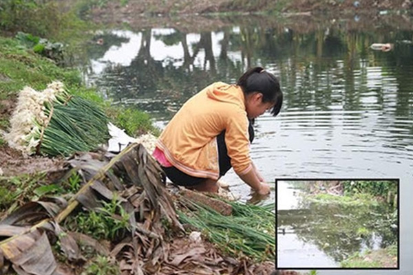 Nên lựa chọn những loại rau nào để an toàn cho sức khỏe?