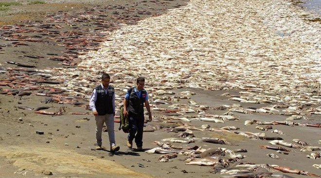 Khoảng 40 tấn cá hồi chết hàng loạt tại bờ biển Chile
