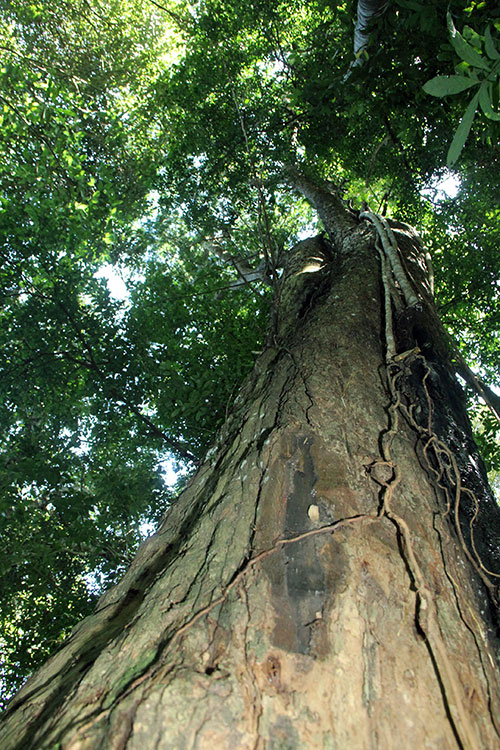 Loài Thông đỏ được quy hoạch thành Khu bảo tồn cấp tỉnh với diện tích 1.645 ha. Ảnh: M.Đạo