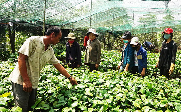 Lao động ở vườn ươm ghép cà phê Thiện Trường thu nhập ổn định từ 4,5 - 5 triệu đồng/người/tháng. Ảnh: V.Việt