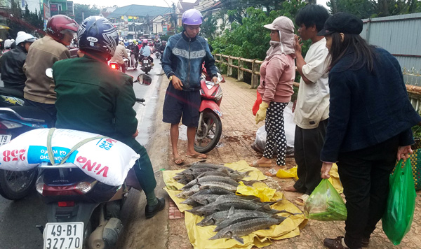 Cá tầm được rao bán 30.000 đồng/kg cá loại 0,5kg, bán nguyên con tầm 3kg với giá 100.000 đồng tại nhiều địa điểm tại TP Đà Lạt. Ảnh: C.THÀNH