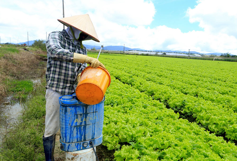 Hầu hết người dân sản xuất rau, hoa cho biết đều đốt hoặc chôn lấp bao bì thuốc BVTV sau khi sử dụng. 