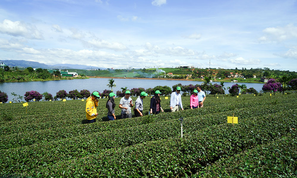 Trong vườn chè Long Đỉnh bên hồ Phúc Thọ