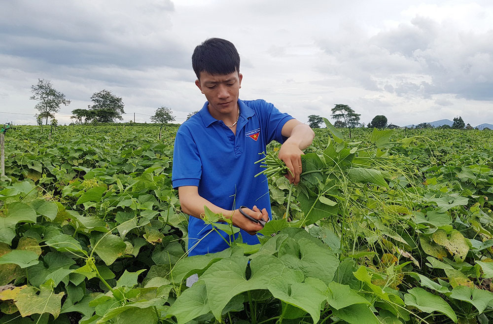 Thu nhập cao từ trồng su su lấy ngọn