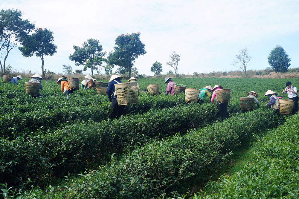 Do nhiều nguyên nhân, vùng trà nguyên liệu ở Bảo Lộc đang giảm dần qua từng năm. Ảnh: Trịnh Chu