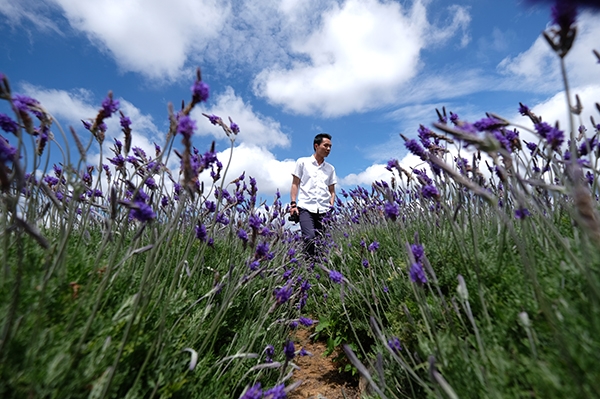 Cánh đồng hoa Lavender