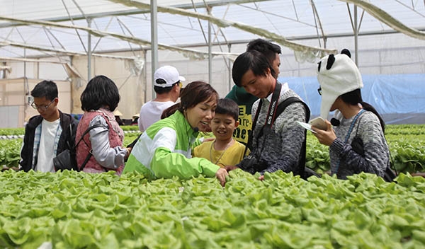 Hướng dẫn viên giới thiệu mô hình rau sạch được trồng trên giàn thủy canh bên trong nhà kính được điều tiết độ ẩm, nhiệt độ bằng công nghệ cao