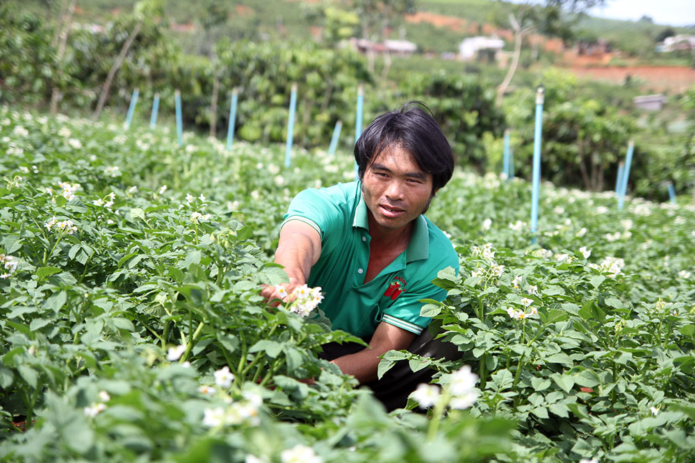 Quản lý an toàn thực phẩm từ đồng ruộng