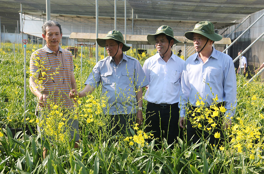 Đồng chí Trần Đức Quận - Phó Bí thư Trường trực Tỉnh ủy, Chủ tịch HĐND tỉnh khảo sát thực tế Mô hình trồng hoa lan vũ nữ