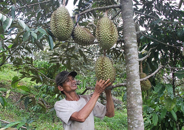 Chăm sóc sầu riêng ở Hà Lâm