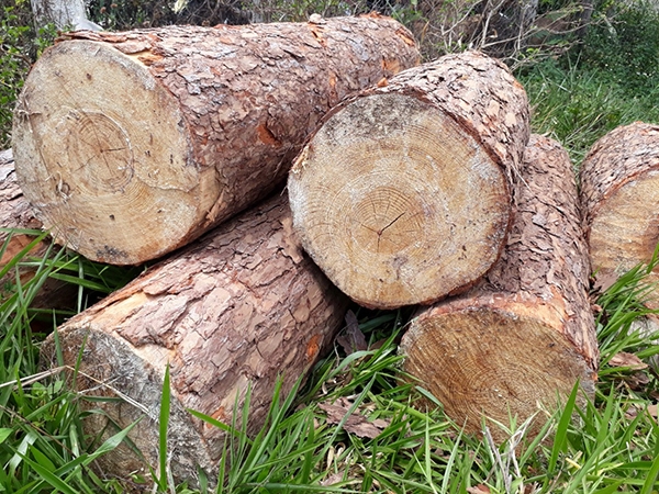 Cơ quan chức năng xác định có 78m3 gỗ thông bị chặt hạ trong vòng mấy tháng qua