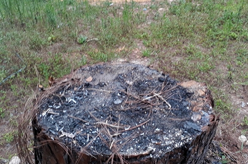 Các gốc thông bị cưa hạ vẫn bị các đối tượng tiếp tục đốt chá gốc nhằm mục đích xóa dấu vết hành vi phá rừng