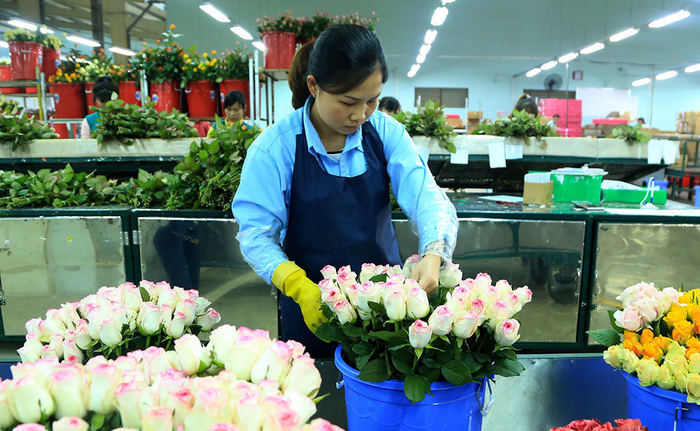 Ngày càng nhiều công ty sản xuất hoa có uy tín liên kết với các trường đại học để tuyển sinh viên được đào tạo bài bản về làm việc. Ảnh: C.Phong