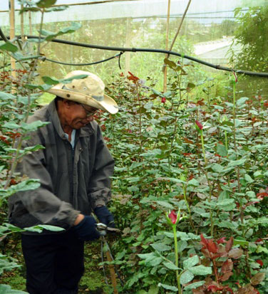 Người cao tuổi phát huy vai trò "Tuổi cao - Gương sáng"