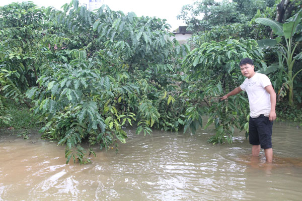 Một số cà phê của người dân thôn Tiền Yên (xã Lộc Đức, huyện Bảo Lâm) bị ngập. Ảnh: Đông Anh