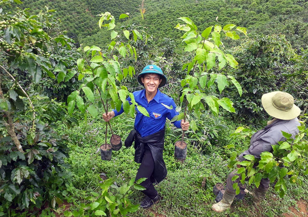 ĐVTN trực tiếp giúp các hộ gia đình có hoàn cảnh khó khăn trồng rừng. Ảnh: V.Quỳnh