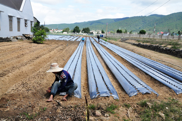 Người dân Quảng Lập áp dụng công nghệ trong trồng rau. Ảnh: V.T