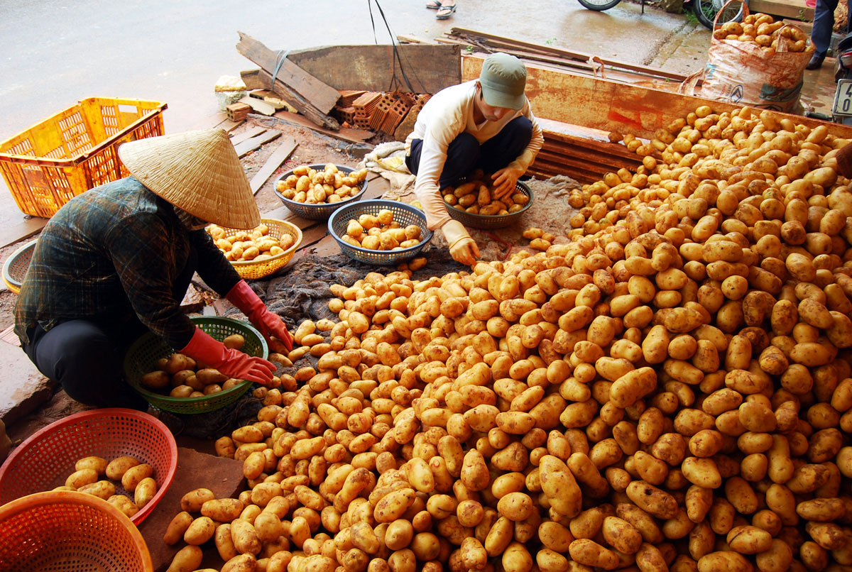 Hiện nay còn tồn hàng trăm tấn khoai tây Trung Quốc tại Chợ nông sản Đà Lạt. Ảnh: G.B