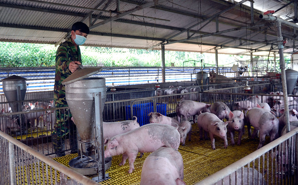 Trang trại chăn nuôi của CCB Nguyễn Văn Thành