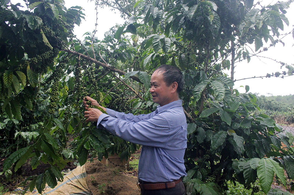 Trưởng thôn Nao Quang, xã Lộc Phú, huyện Bảo Lâm Triều Chăng Sồi bên vườn cà phê trĩu quả của nhà mình. Ảnh: N.Thu