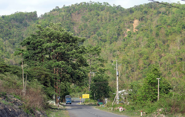 Bình yên cánh rừng Di Linh. Ảnh: M.Đ