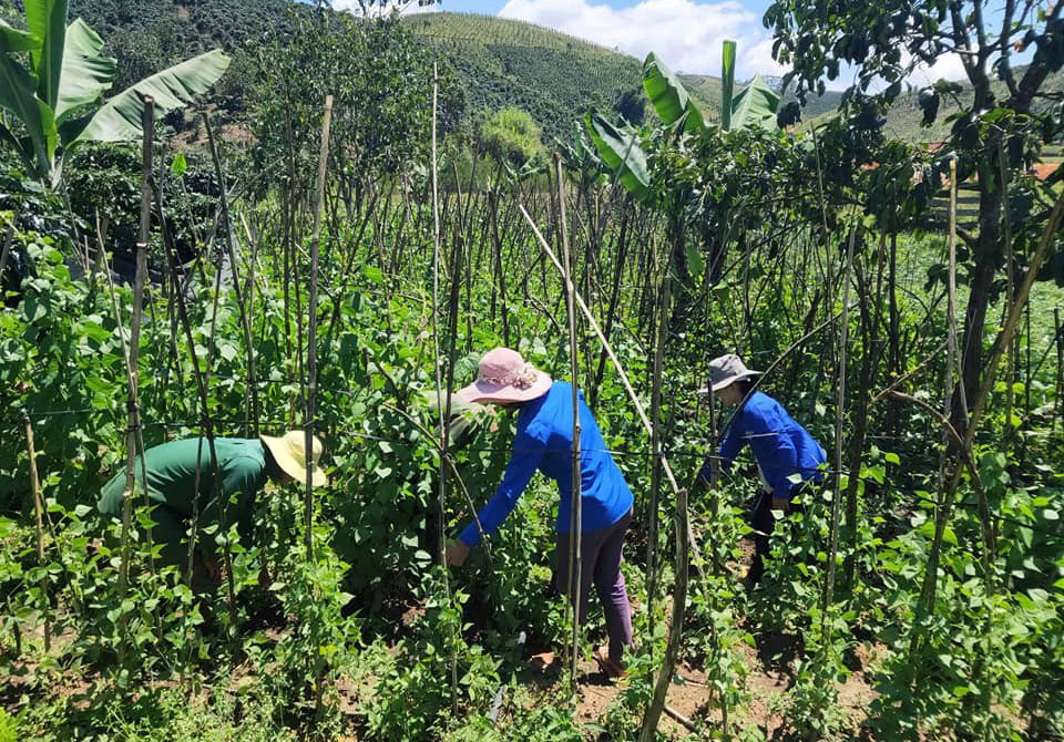 “Áo xanh” liên kết sản xuất nông nghiệp là điểm mới của thanh niên xã Đạ Nhim. Ảnh: Đ.T