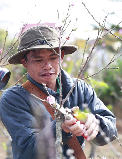 Anh Bùi Văn Sang - con trai cố nghệ nhân Mười Lời đang tiếp tục lặng lẽ nối nghiệp cha bằng việc chiết ghép thành công mai anh đào Đà Lạt với cây anh đào Nhật Bản. Ảnh: N.T