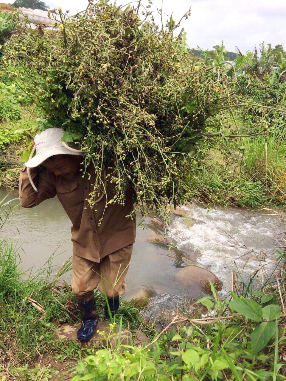 Đi tìm cây thuốc cho chùa