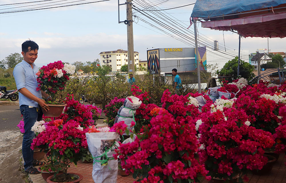 Hoa giấy bonsai