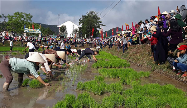 Xuống đồng thi cấy lúa