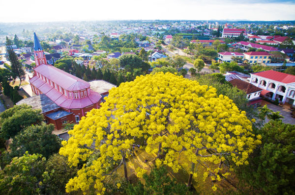 Phượng vàng khoe sắc đẹp nao lòng phố thị B'Lao