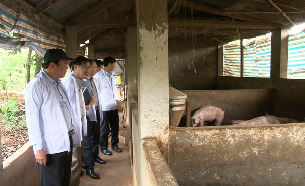 Lãnh đạo tỉnh kiểm tra tình hình dịch bệnh trên đàn heo tại Lâm Hà