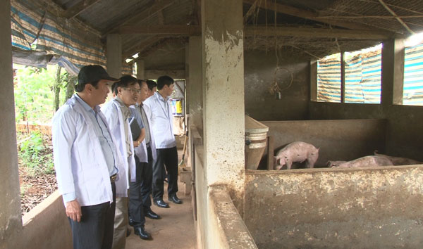 Khẩn trương phòng chống dịch bệnh trên đàn heo