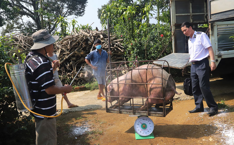 Cán bộ Trạm Kiểm kiểm dịch Mađaguôi kiểm tra cấp giấy kiểm dịch xuất bán heo tại TP Bảo Lộc