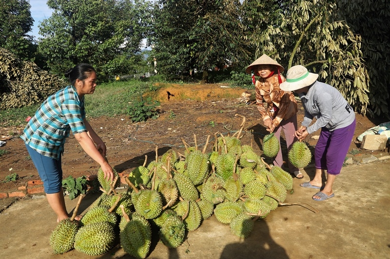 Người dân thu gom sầu riêng bị rụng để vướt vát thiệt hại