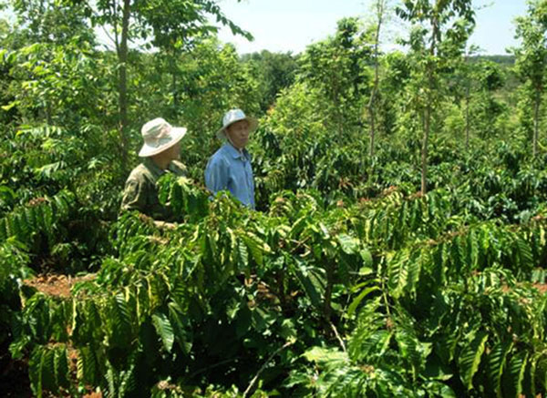 Phục hồi rừng bằng trồng xen cây lâm nghiệp