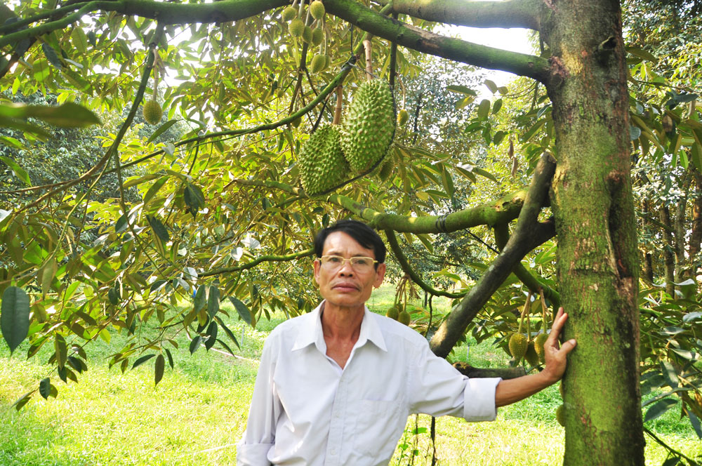 Người cựu chiến binh với vườn sầu riêng cao sản ở Mỹ Ðức