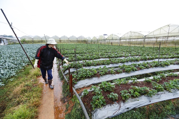 Một người dân tại đường Trạng Trình, Phường 9 có 3 sào dâu cho hay cơn mưa đá đã làm rách nhiều lá dâu non và làm ảnh hưởng tới nhuỵ hoa đang cho ra trái