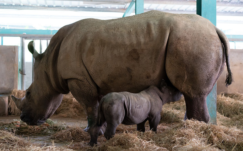 Tê giác con bú sữa mẹ tại Vinpearl Safari Phú Quốc - Ảnh: HỮU HẠNH