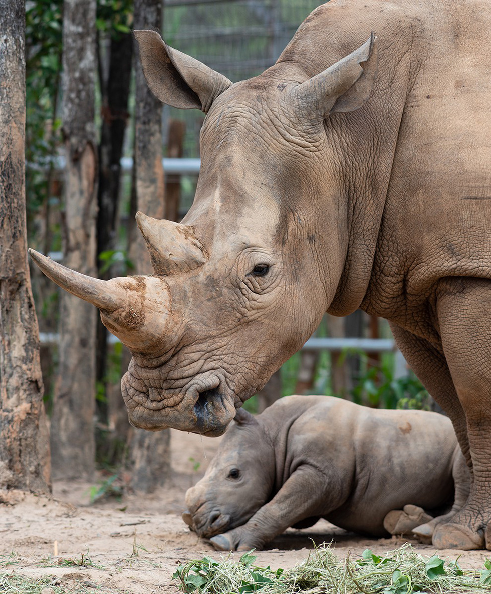 Tê giác đầu tiên sinh vào ngày 3-4, được đặt tên là Hakuna Matata