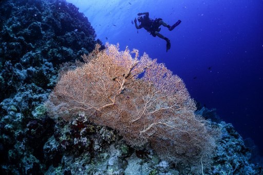 Một thợ lặn đang bơi ở khu vực bảo tồn sinh vật biển Ras Mohamed ở Biển Đỏ của Ai Cập - Ảnh: AFP